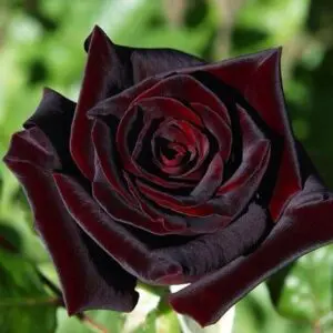 Black baccara