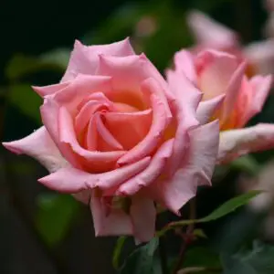 Compassion rose in garden