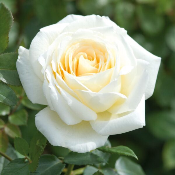 Creme de la Creme White Climbing Rose with a strong fragrance and excellent disease resistance