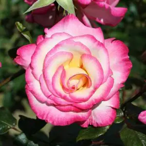 Handel a true classic in the rose world. Blooms of white pink and yellow blends are wonderfully fragrant. Good resistance to disease.