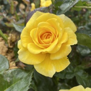 Golden Wedding, Fragrant Yellow Floribunda Rose.