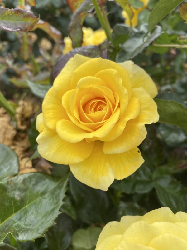 Golden Wedding, Fragrant Yellow Floribunda Rose.