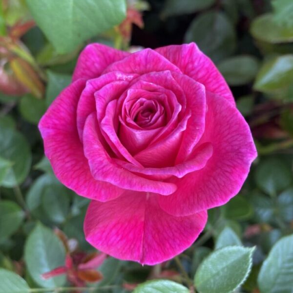 Gloriana Pink Patio Climbing rose. Rampant flowering climber. Good disease resistance.