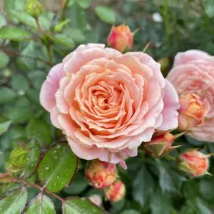 white pink orange garden rose