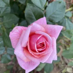 pink garden rose