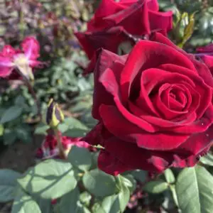 strong red rose