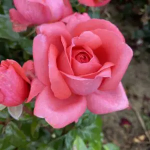 Special Anniversary, Pink Hybrid Tea Rose