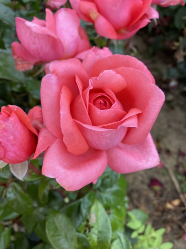 Special Anniversary, Pink Hybrid Tea Rose