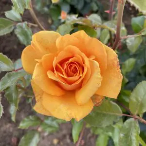 orange rose