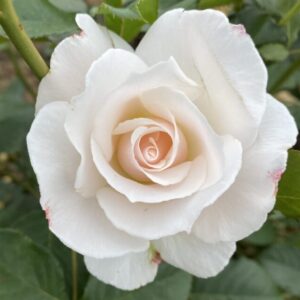 Margaret Merril White Floribunda Rose