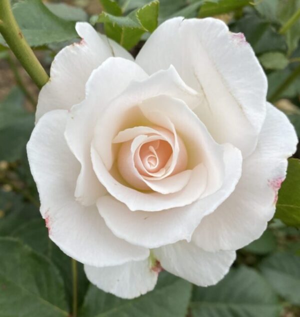 Margaret Merril White Floribunda Rose