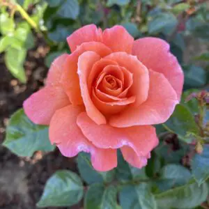 pastel red rose