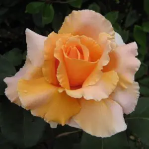 orange garden rose