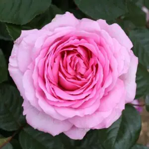 pink paster rose