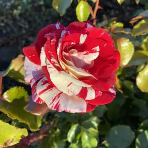 red and white rose