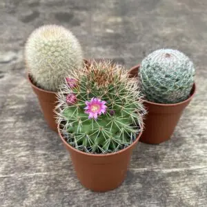 three small cactuses in pots