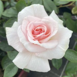 white pink rose hybrid tea rose A Whiter Shade of Pale