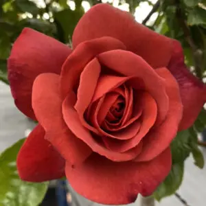 red garden rose