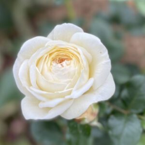 Sweet Child of Mine. White floribunda rose.