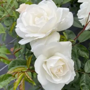 Iceberg - Pure White Floribunda Rose