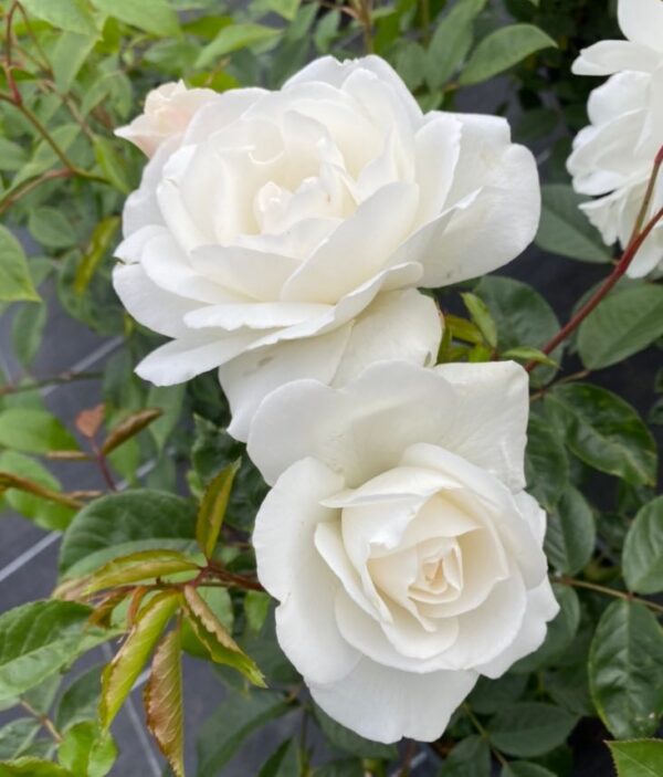 Iceberg - Pure White Floribunda Rose