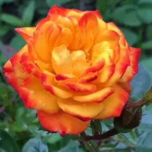 Irish eyes orange yellow floribunda rose.