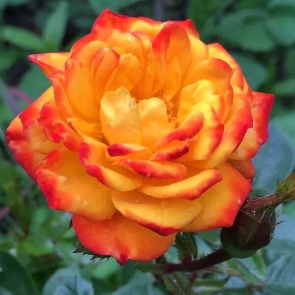 Irish eyes orange yellow floribunda rose.