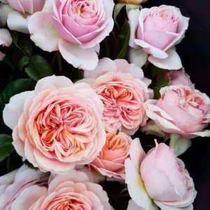 garden rose pink white