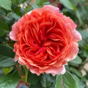 red garden rose