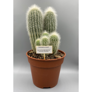 cleistocactus strausii cactus in pot