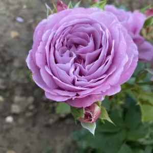 Lavender Ice - Lilac floribunda Rose