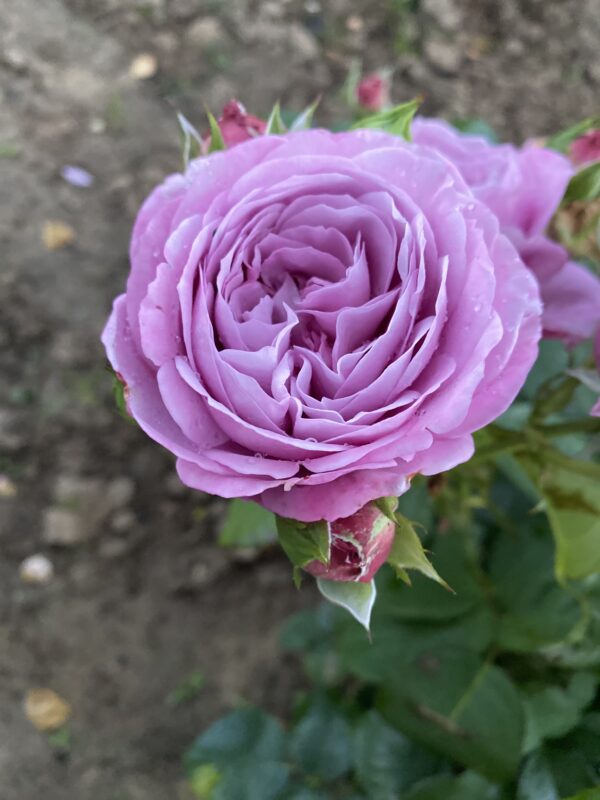 Lavender Ice - Lilac floribunda Rose