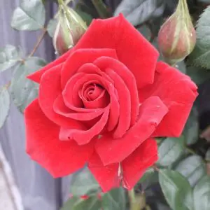 Love Knot is rampant flowering red patio climbing rose with subtle fragrance and good disease resistance.