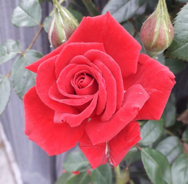 Love Knot is rampant flowering red patio climbing rose with subtle fragrance and good disease resistance.