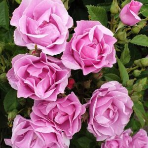 Lucky - Pink floribunda rose