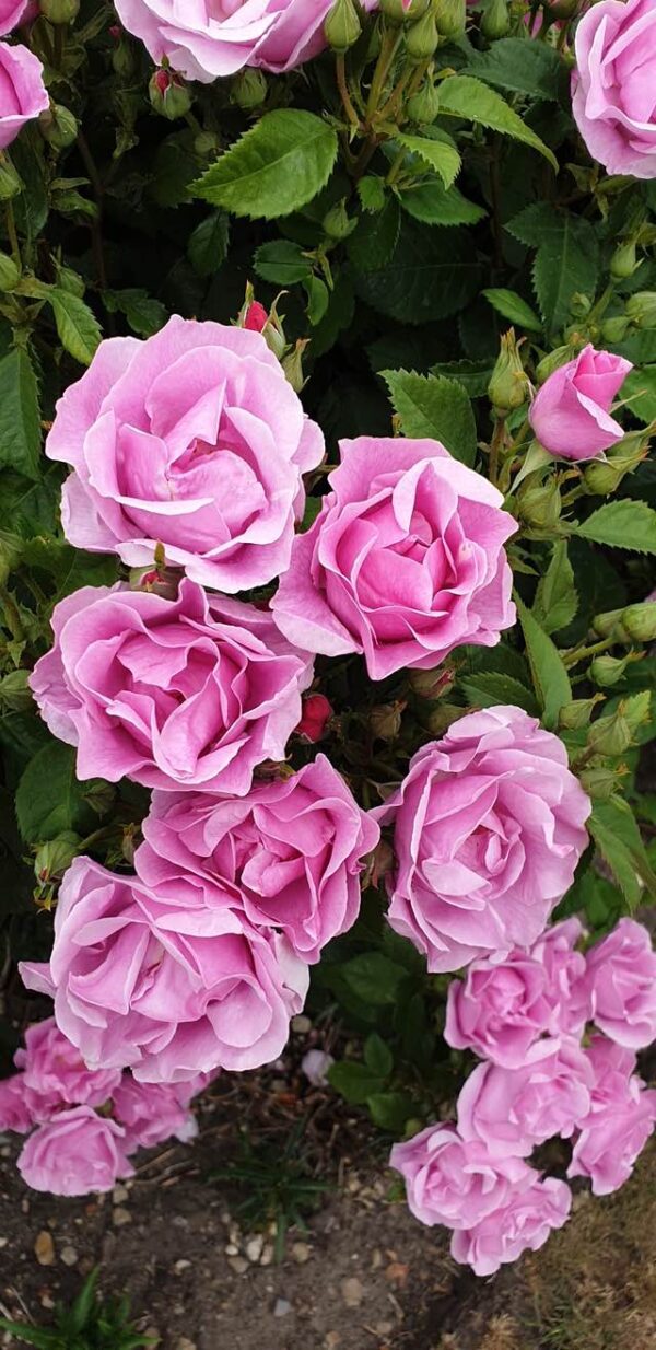 Lucky - Pink floribunda rose