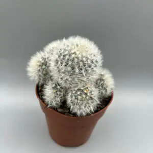 MAMMILARIA LAUI DASYACANTHA