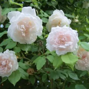 Madame Alfred Carriere is a classic white climbing rose with a strong fragrance and good health.