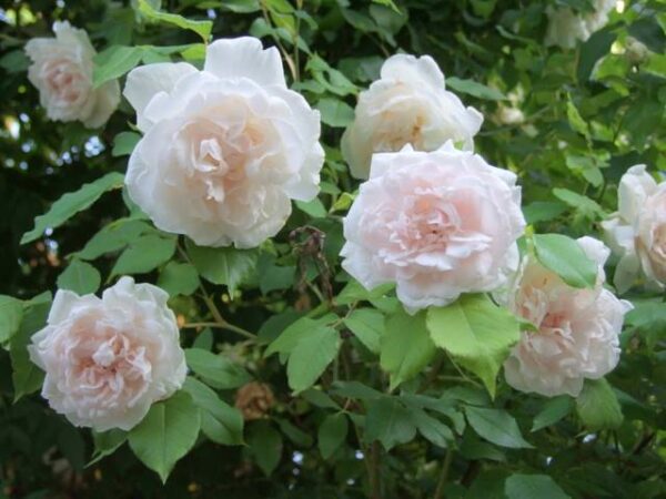 Madame Alfred Carriere is a classic white climbing rose with a strong fragrance and good health.