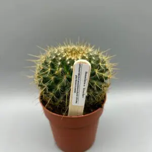 Mammillaria Ginsa Maru