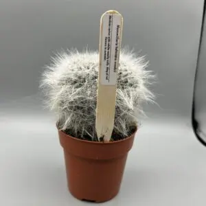 Mammillaria Hahniana Woodsii