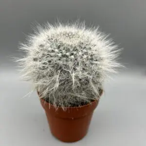 Mammillaria Hahniana Woodsii