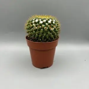 green small cactus in a pot