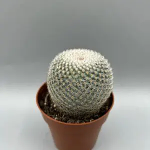 Mammillaria Supertexta