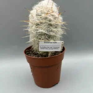 oreocereus trolli cactus in a pot