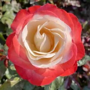 Nostalgia Hybrid Tea Bush Rose