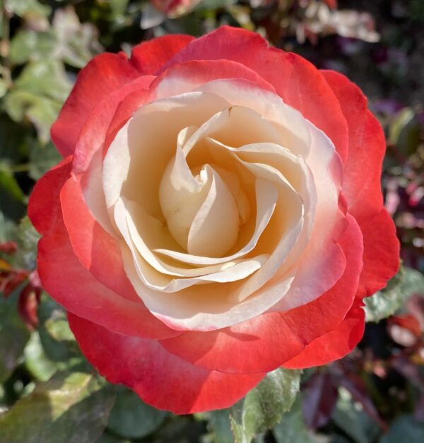 Nostalgia Hybrid Tea Bush Rose