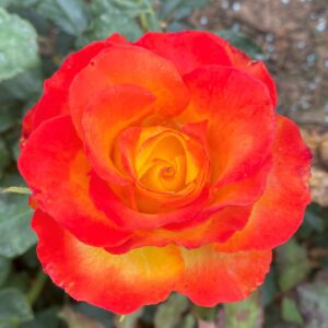 Tequila Sunrise Hybrid Tea Bush Rose