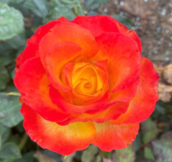 Tequila Sunrise Hybrid Tea Bush Rose