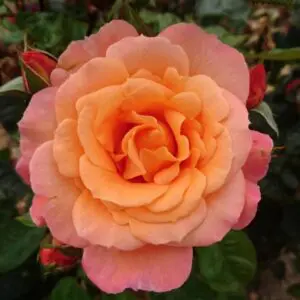 Scent from heaven a wonderful pink and orange blended climbing rose.